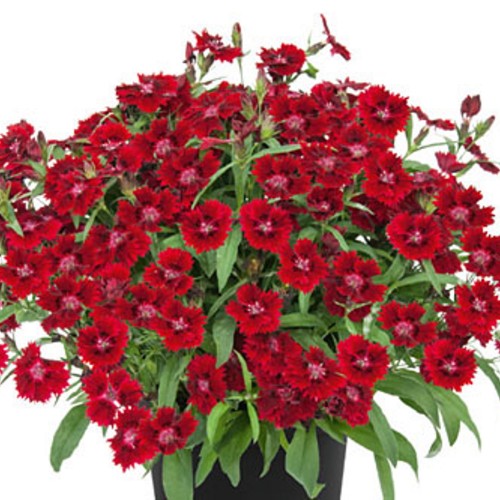 Dianthus 'SUMMER DIAMONDS Little Dark Red' - Nelk 'SUMMER DIAMONDS Little Dark Red'   